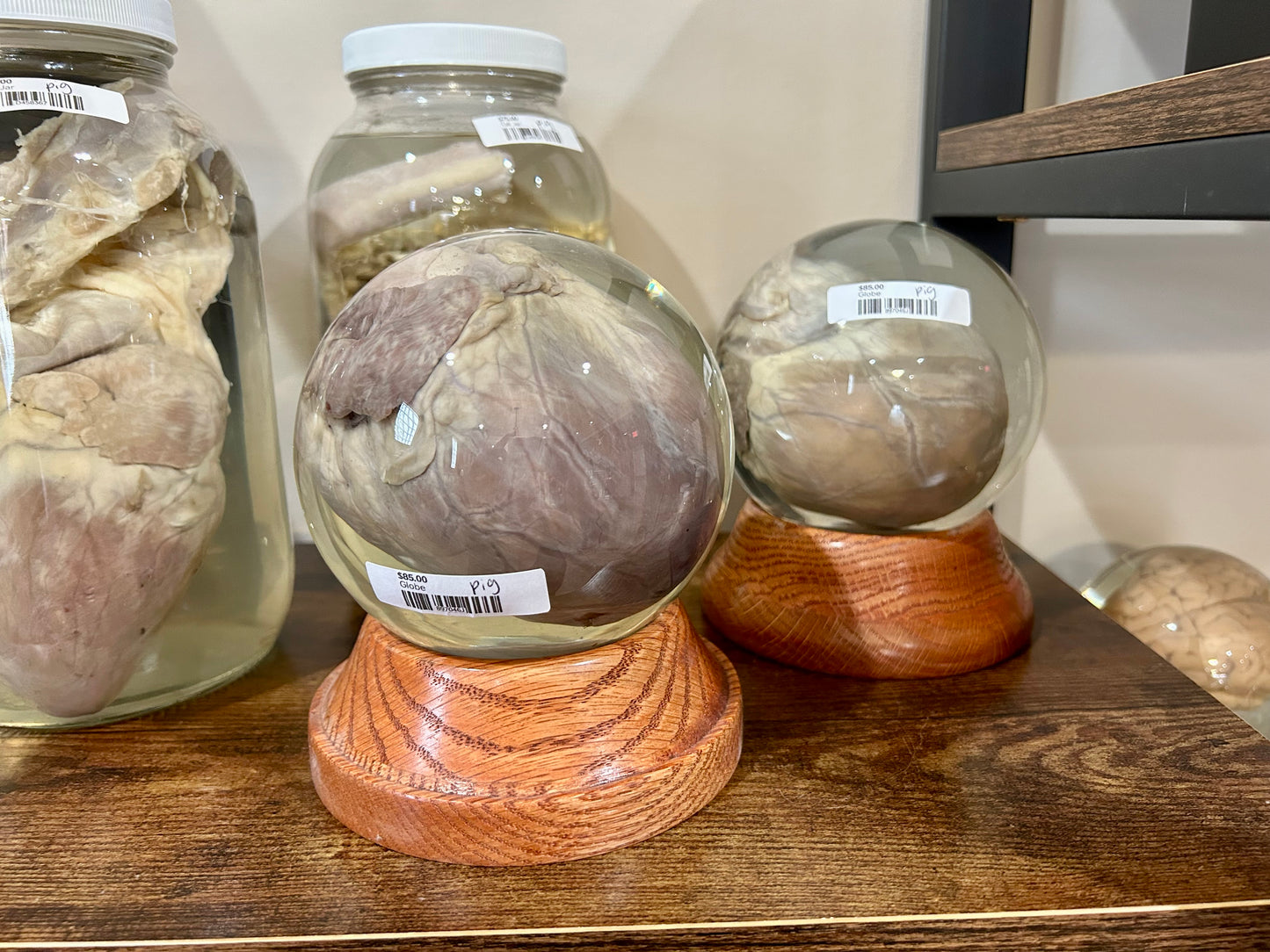 Pig Heart Globe