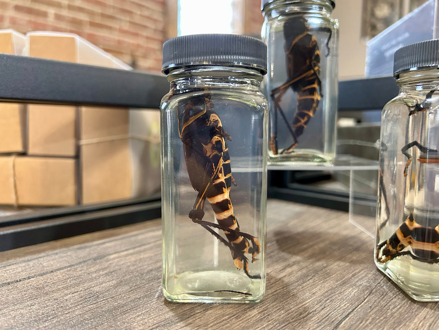 Grasshopper Jar