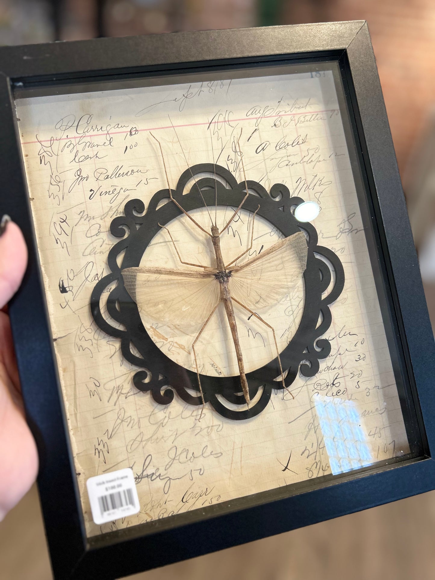 Stick Insect Frame