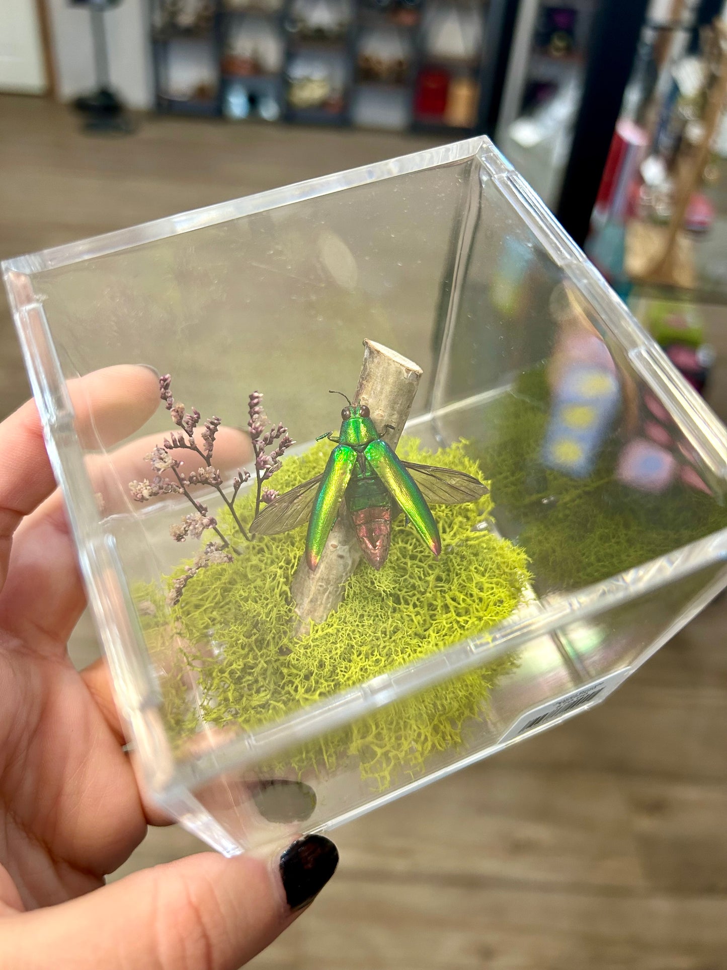 Jewel Beetle Terrarium