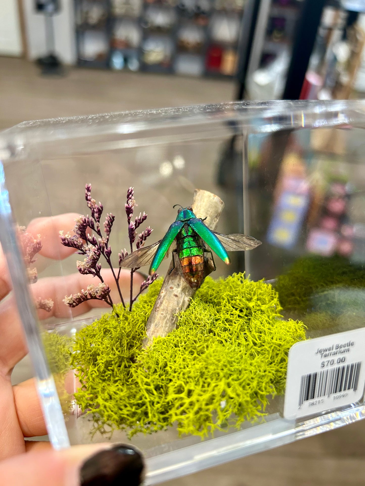 Jewel Beetle Terrarium