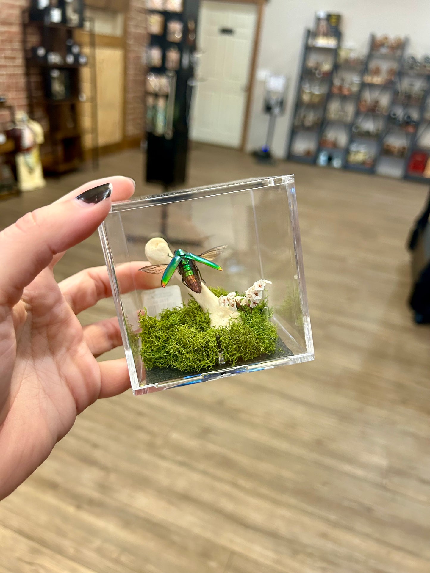 Jewel Beetle Terrarium