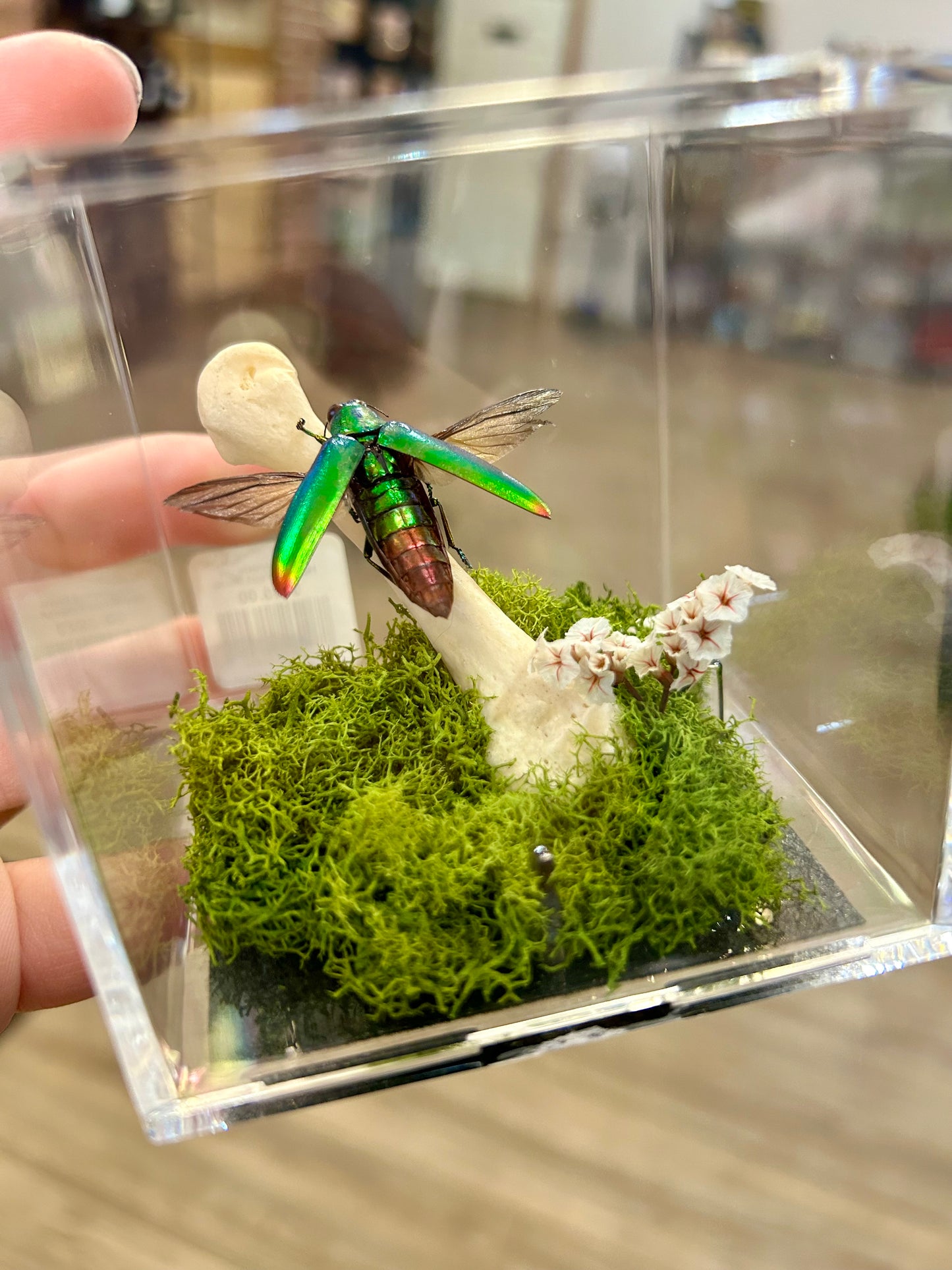 Jewel Beetle Terrarium