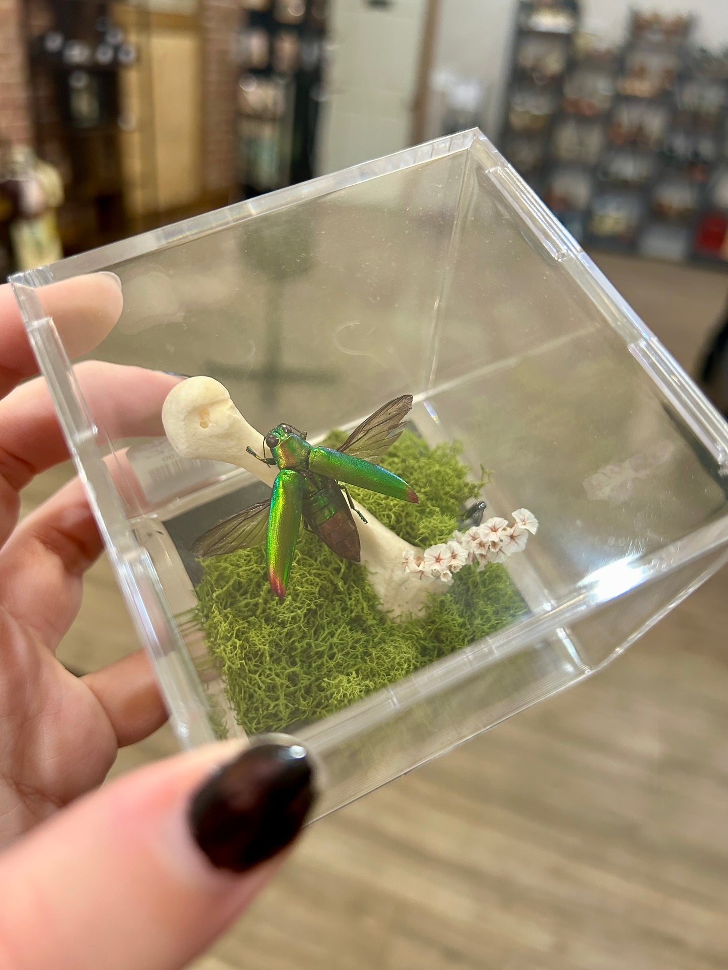 Jewel Beetle Terrarium