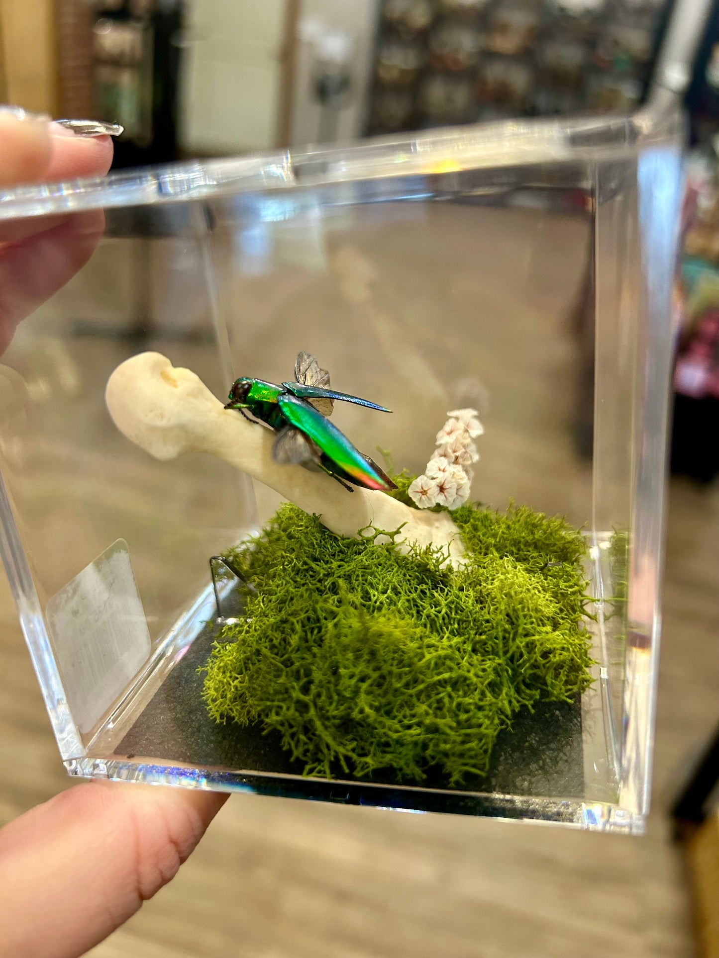 Jewel Beetle Terrarium