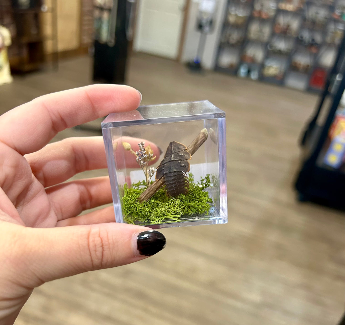 Trilobite Terrarium