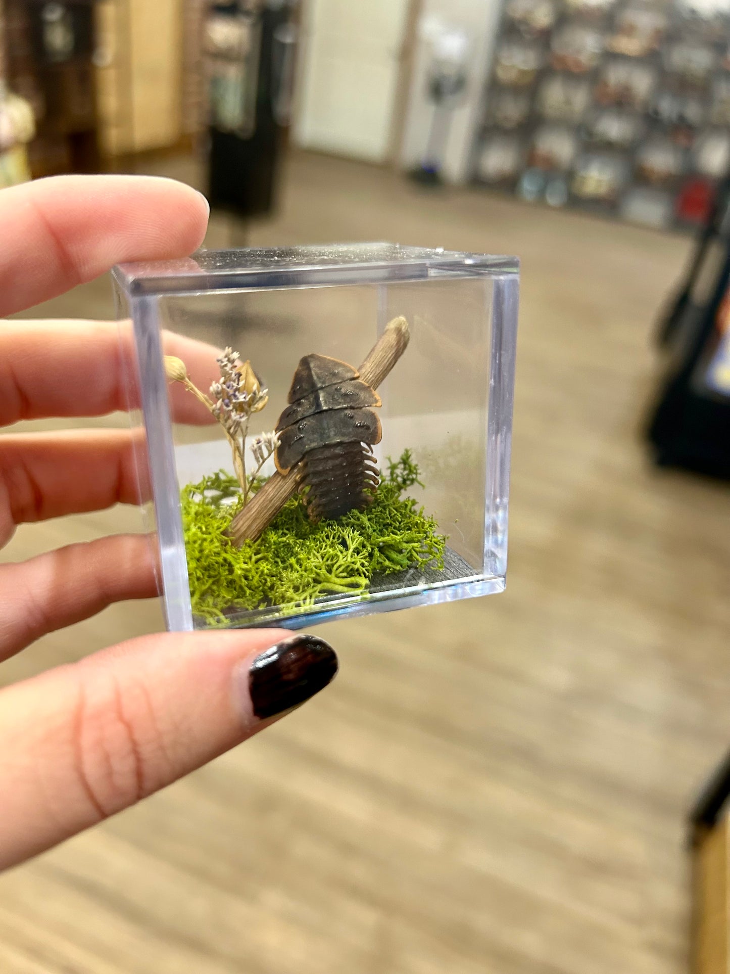 Trilobite Terrarium