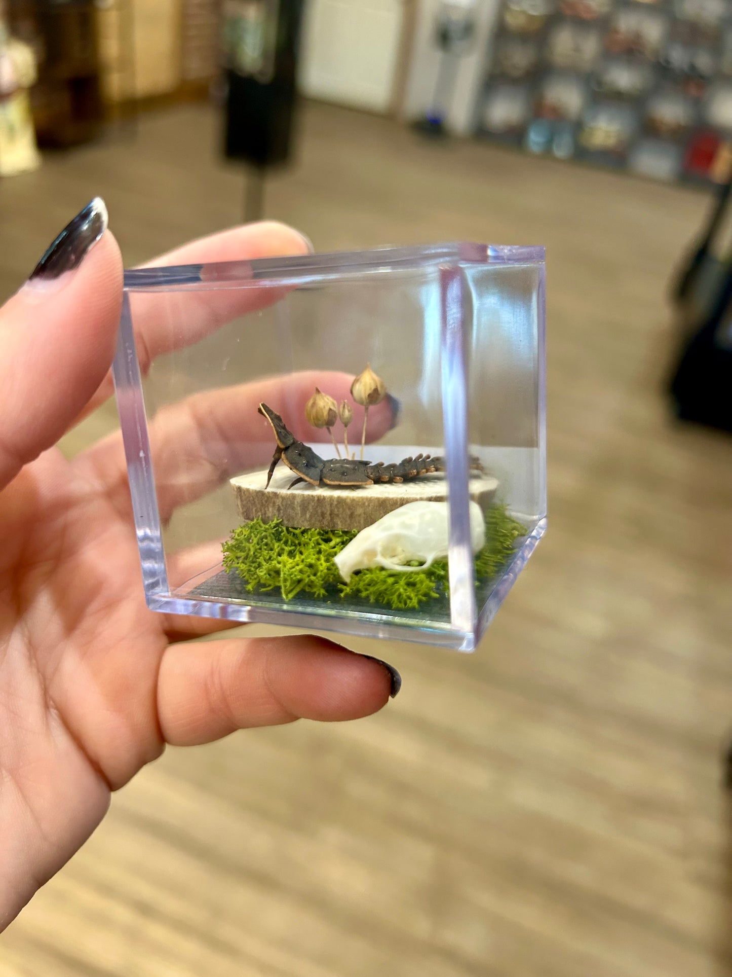 Trilobite Terrarium