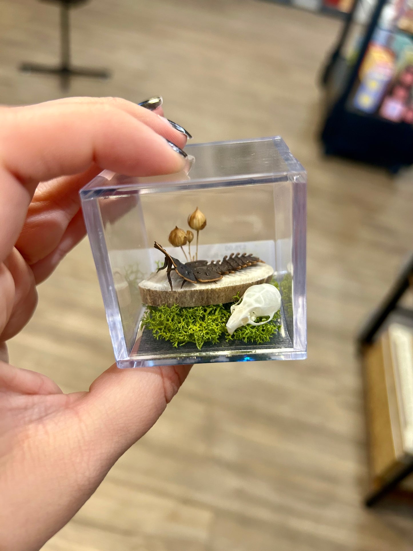 Trilobite Terrarium