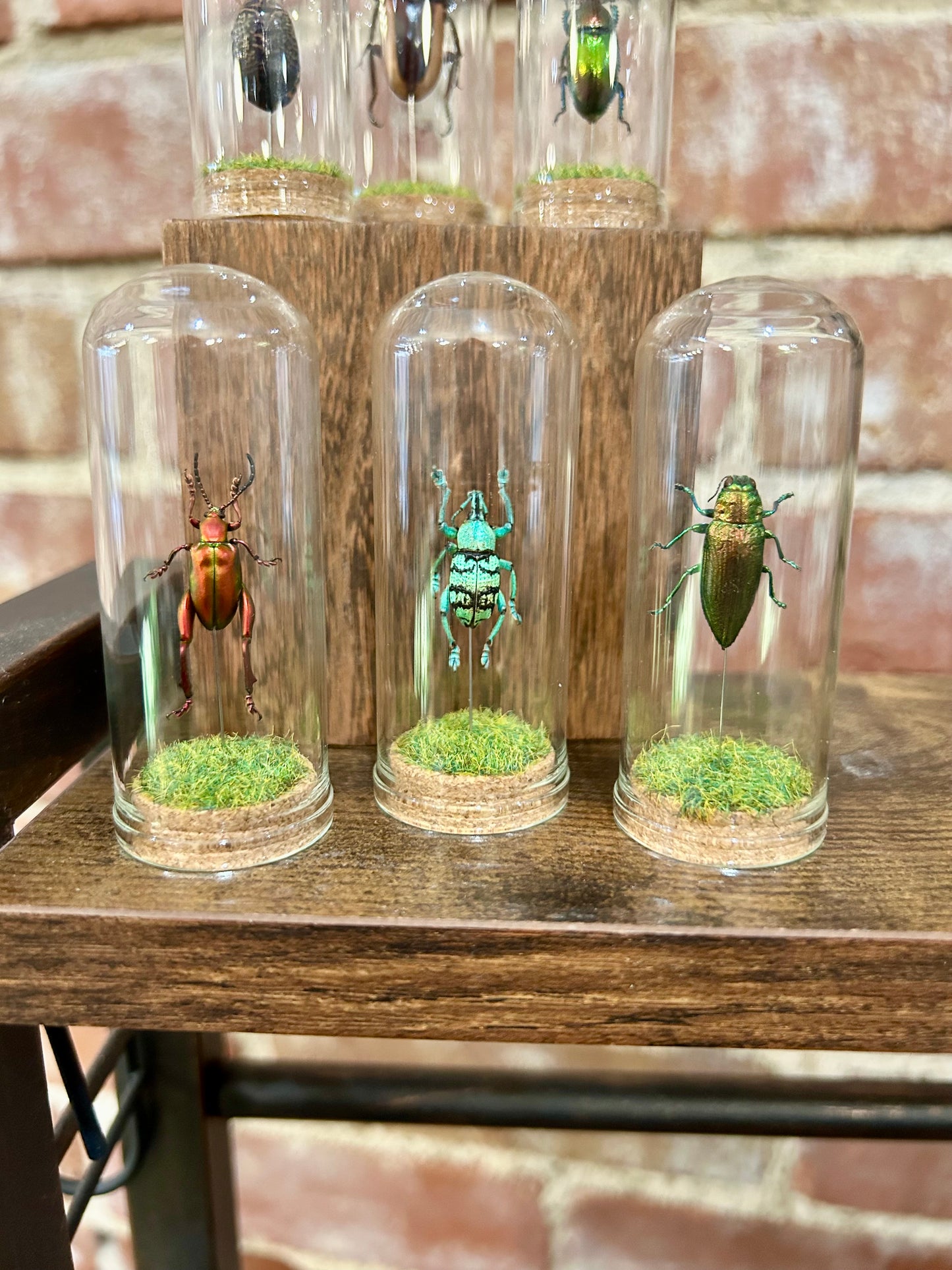 Assorted Beetle Domes - WHOLESALE LISTING