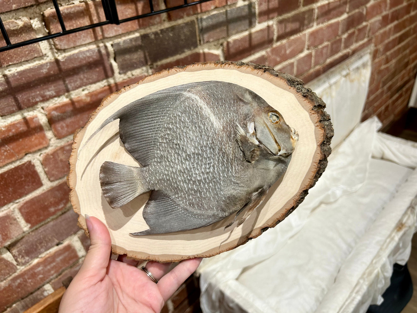 Angelfish Plaque