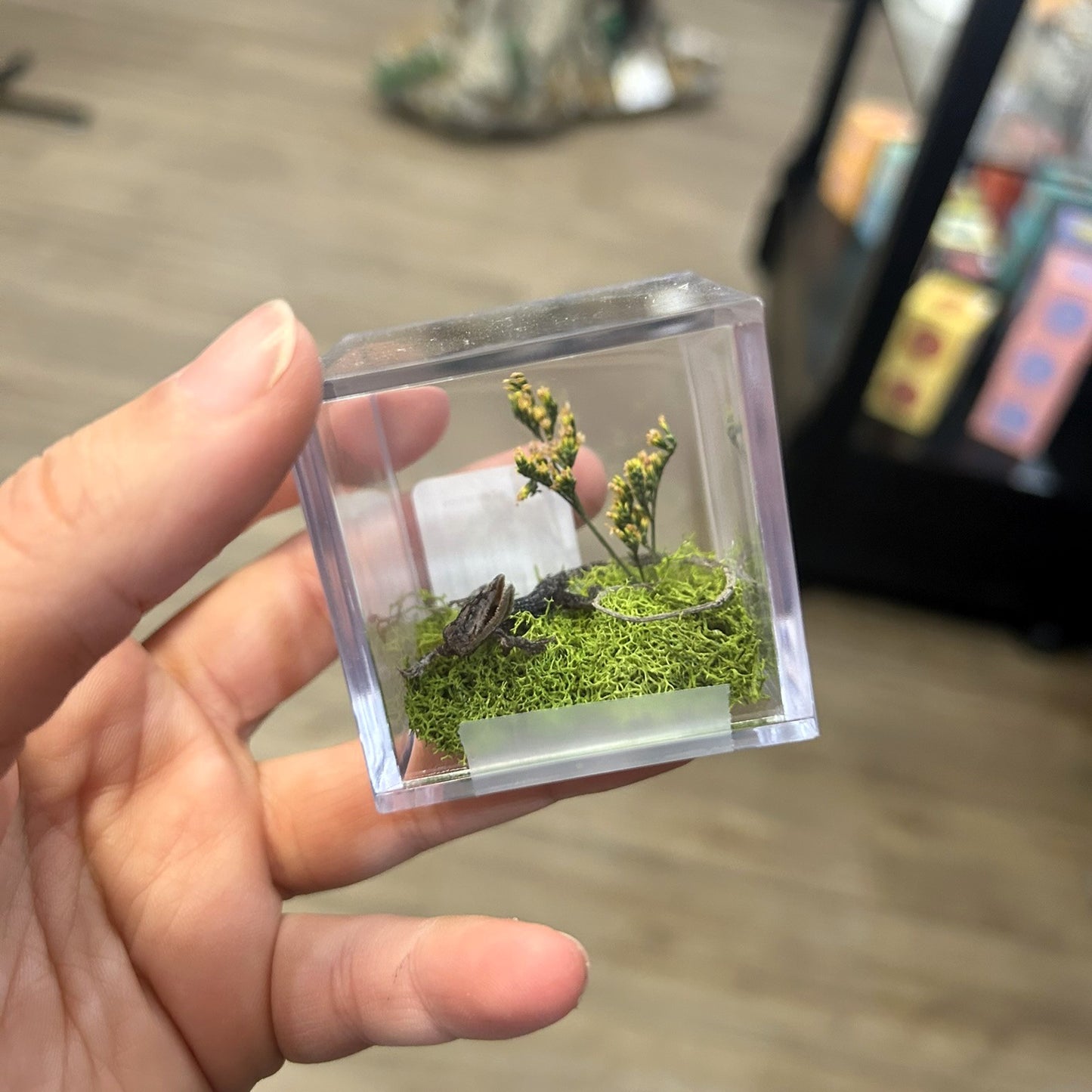 Anole Terrariums
