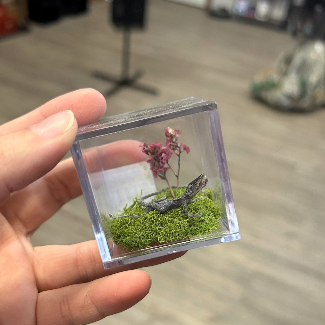 Anole Terrariums