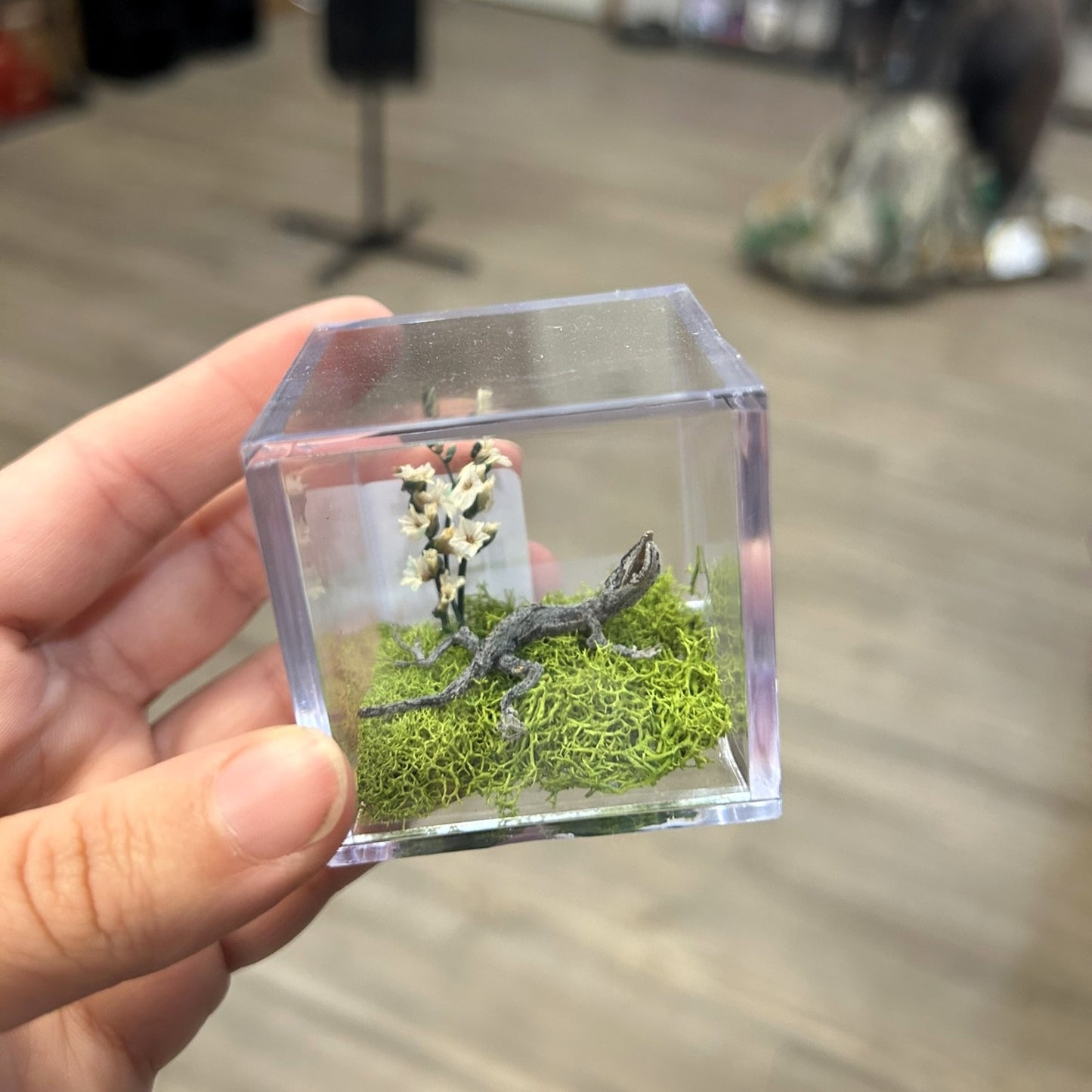 Anole Terrariums