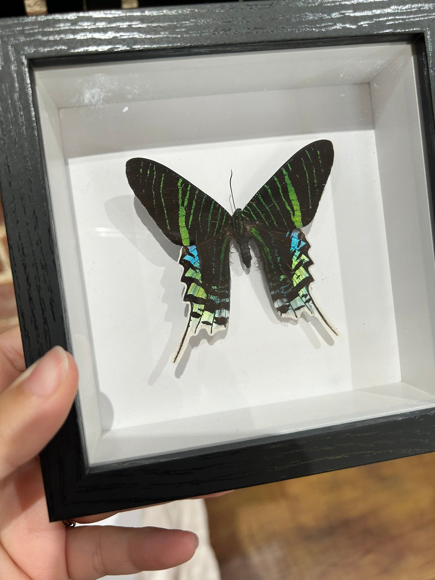Day Moth