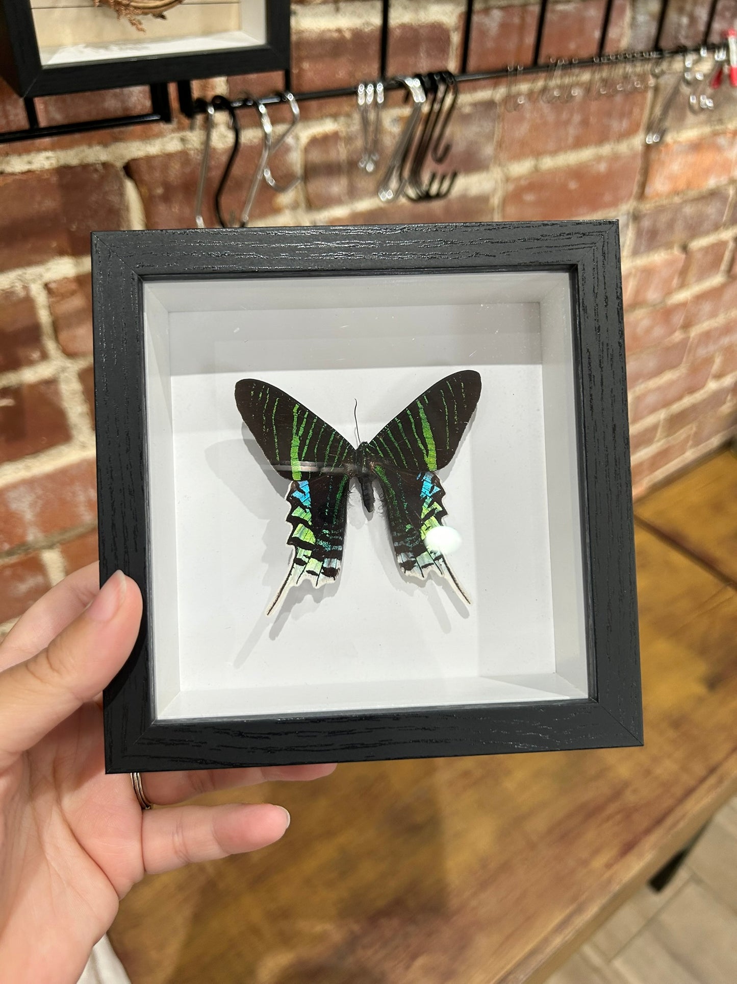 Day Moth