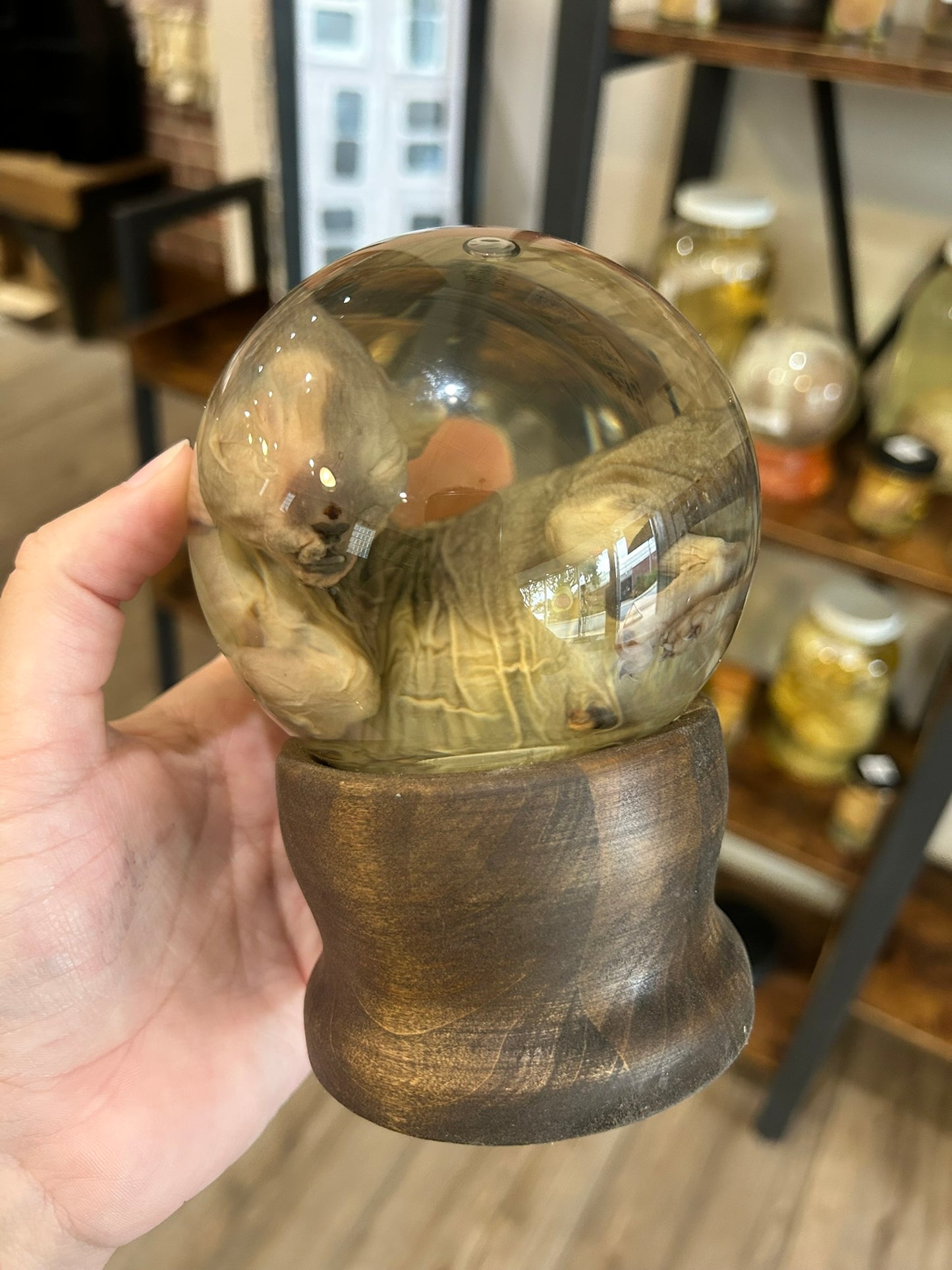 Sphynx Kitten Globe