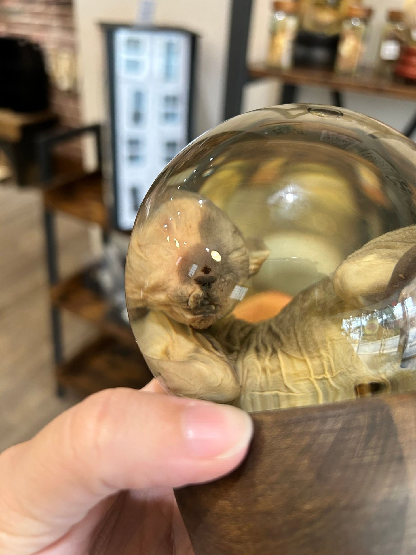 Sphynx Kitten Globe