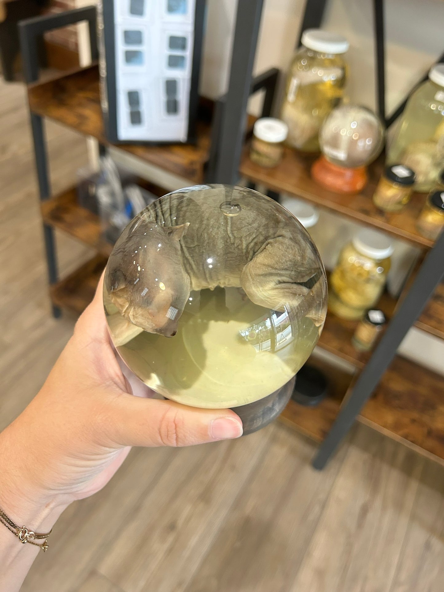 Sphynx Kitten Globe