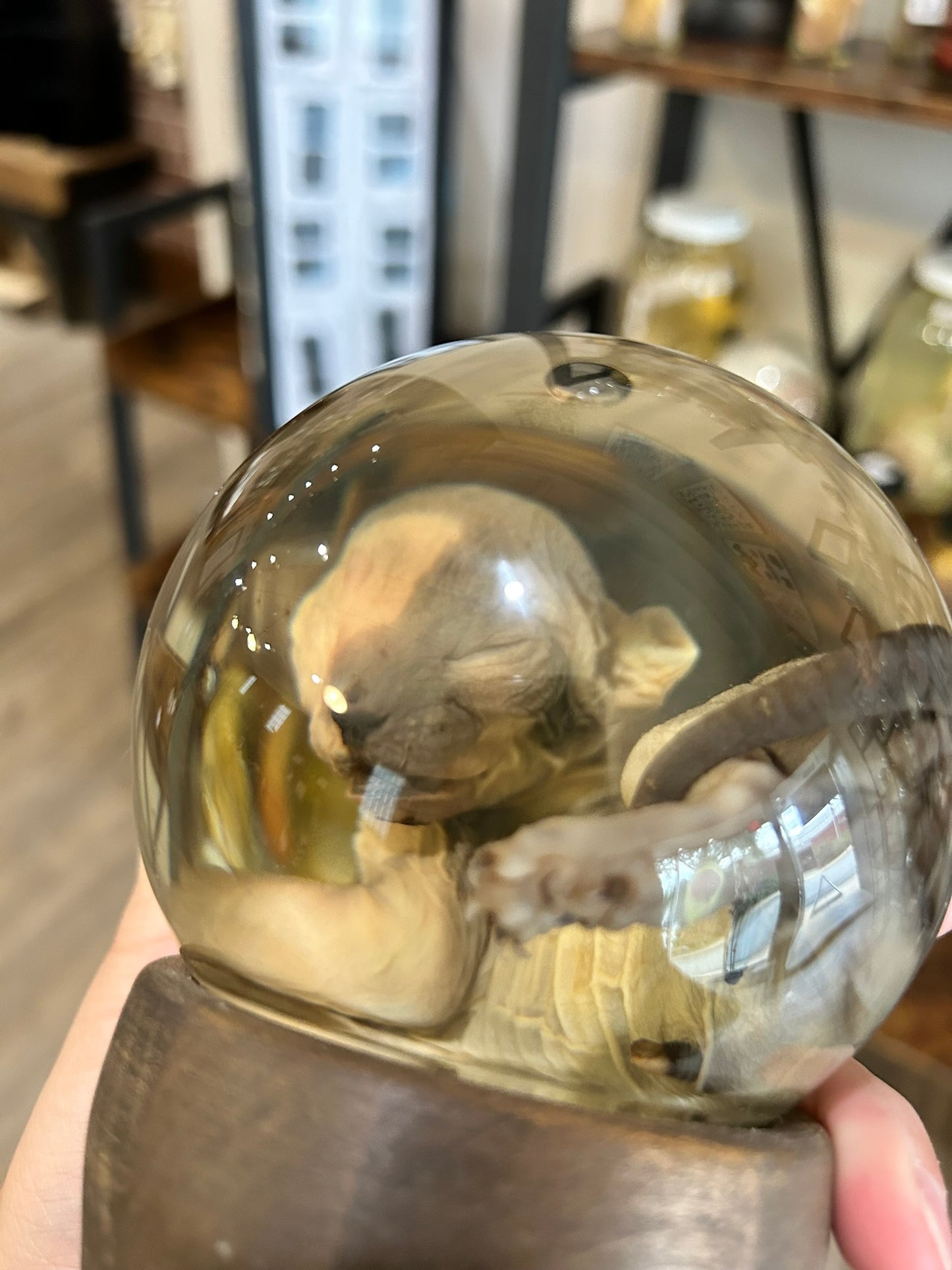 Sphynx Kitten Globe