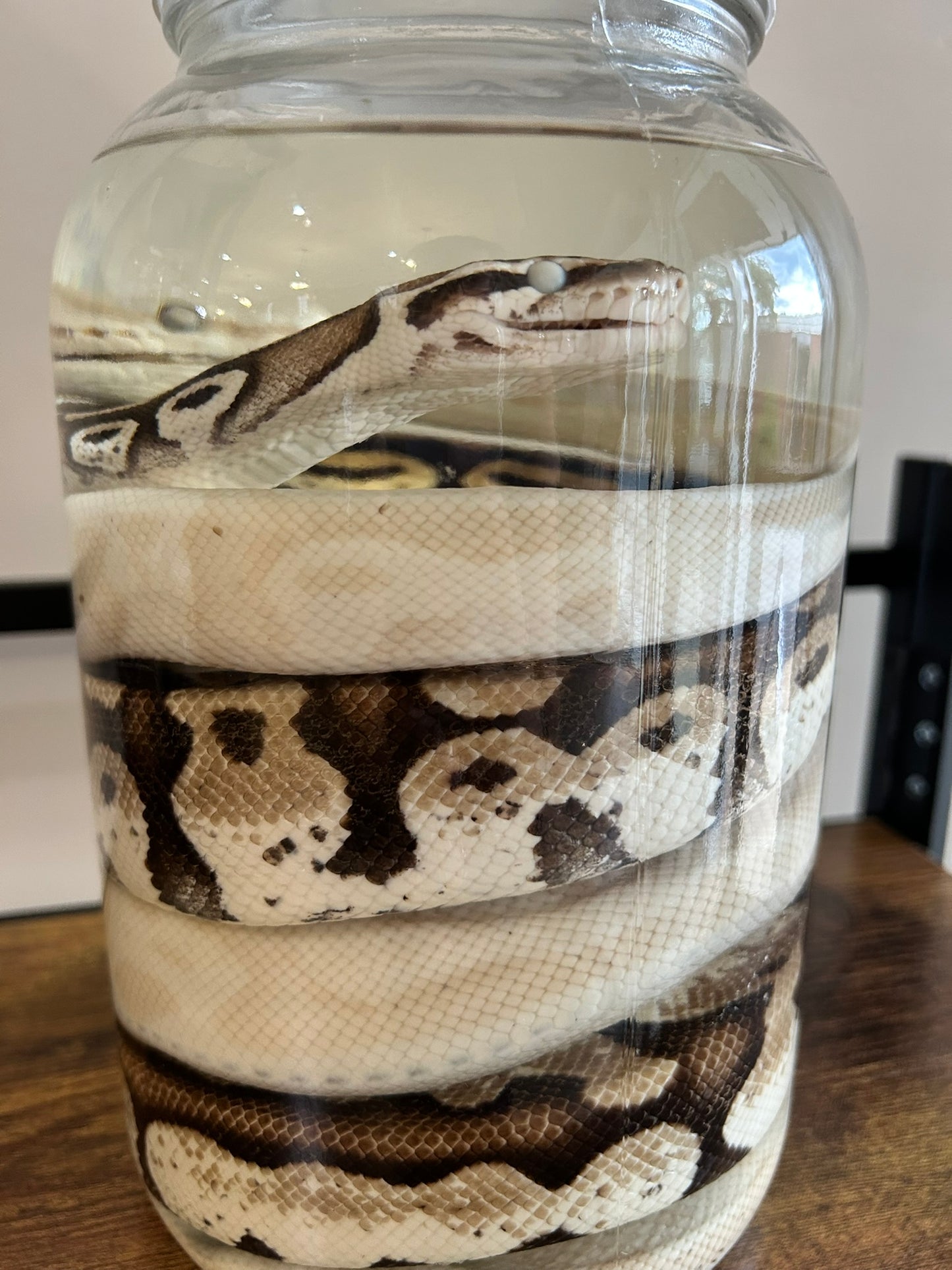 Double Snake Jar
