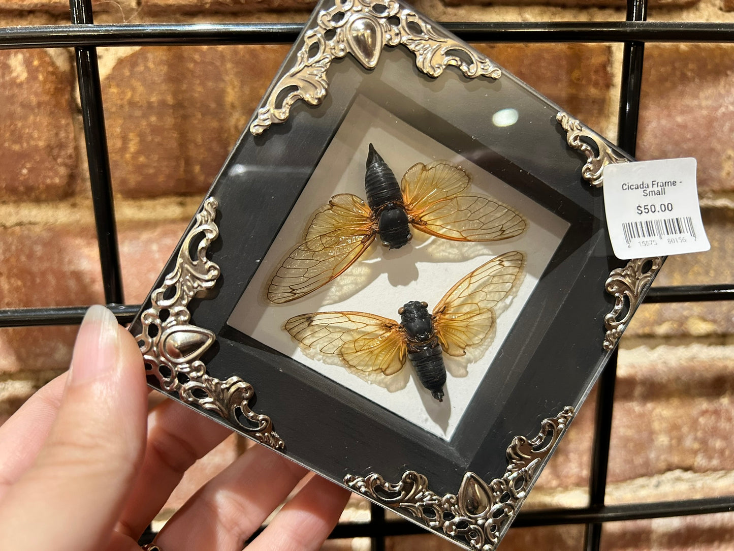 Small Cicada Frame