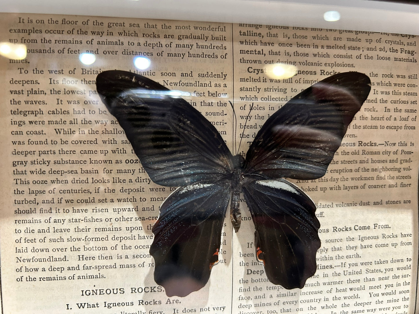 Mormon Butterfly