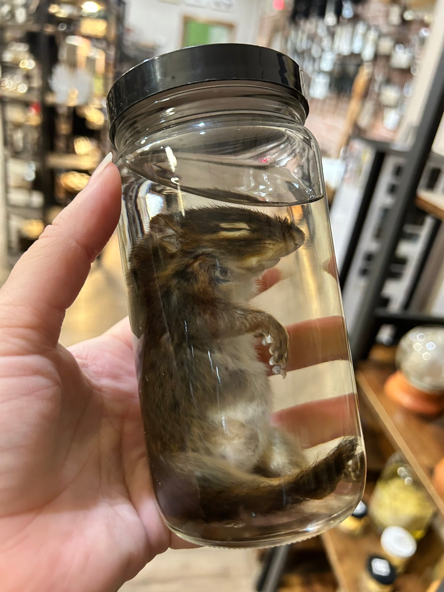 Chipmunk Jar