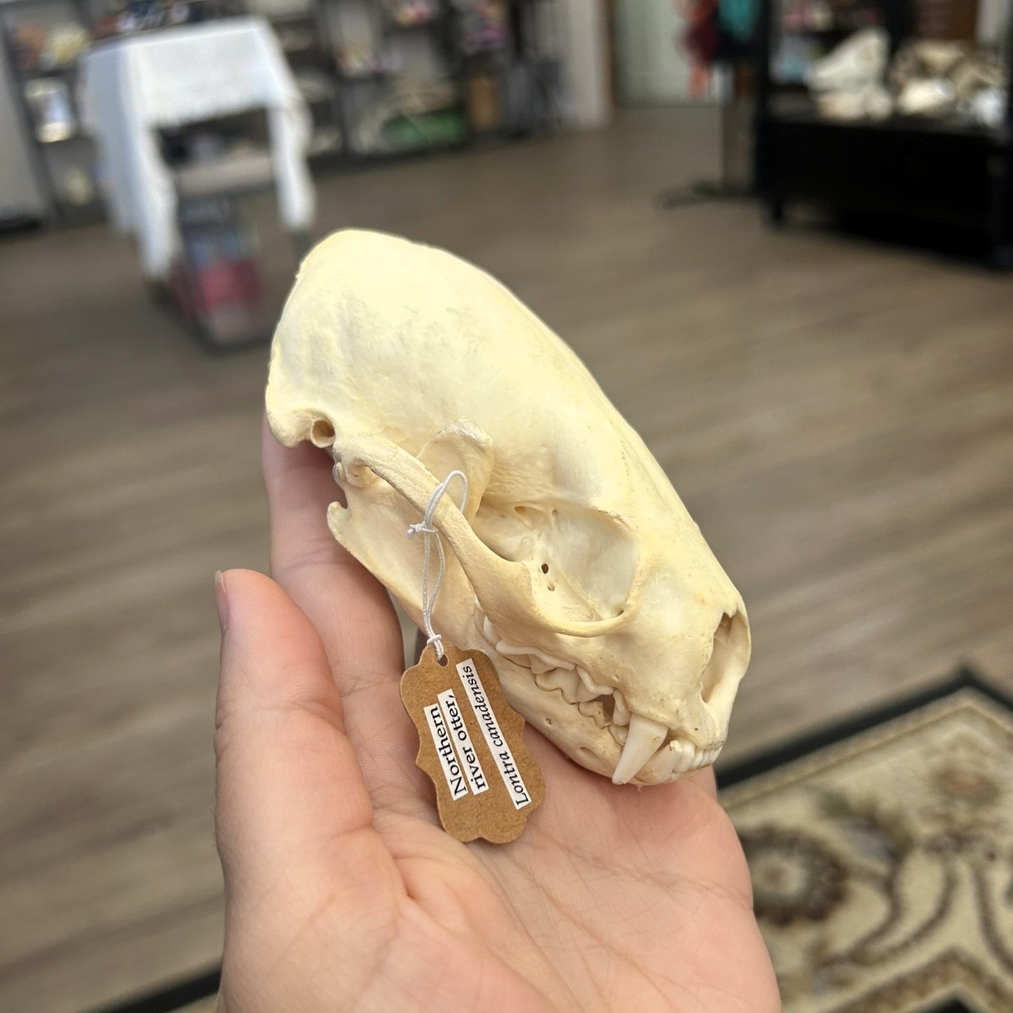Otter Skull