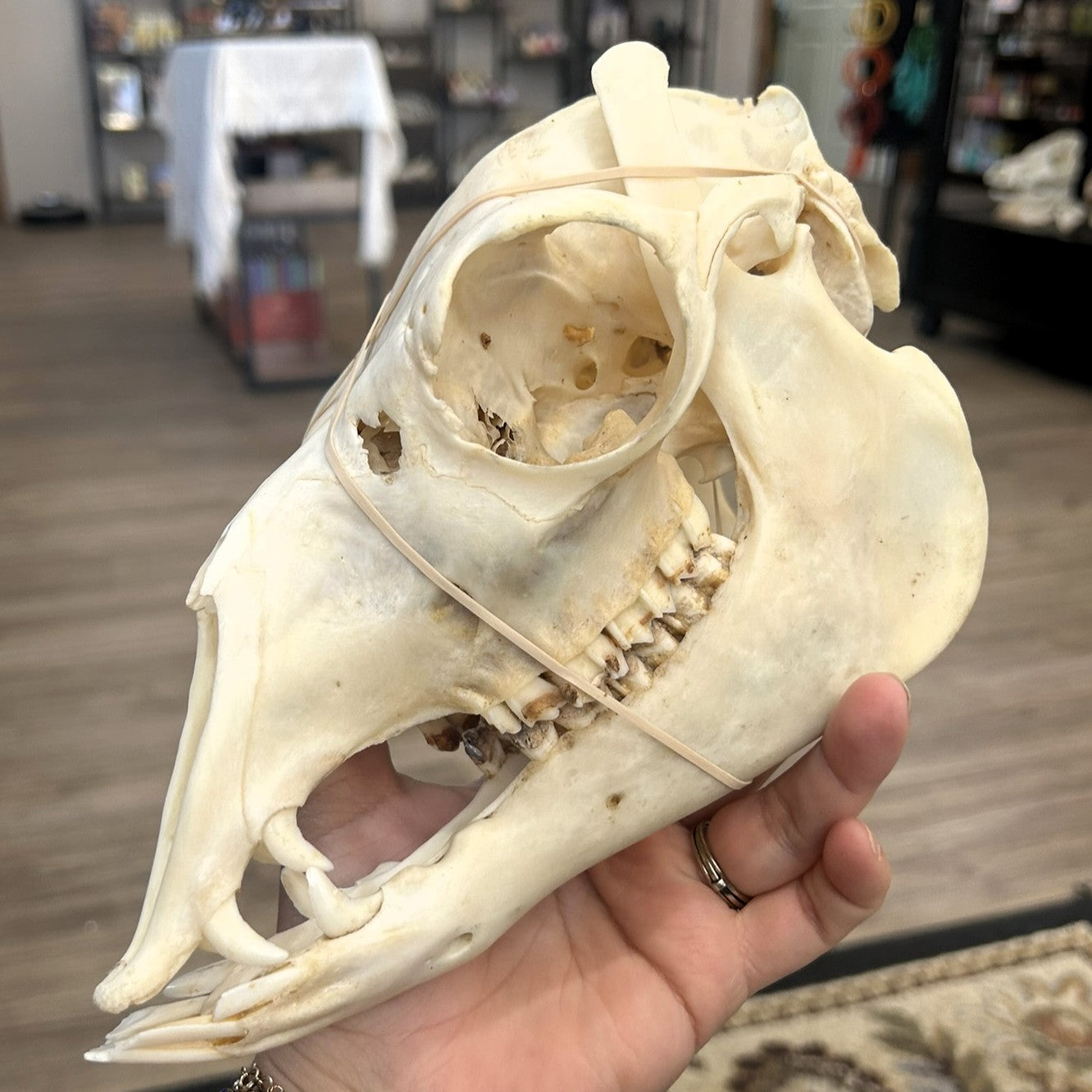 Alpaca Skull