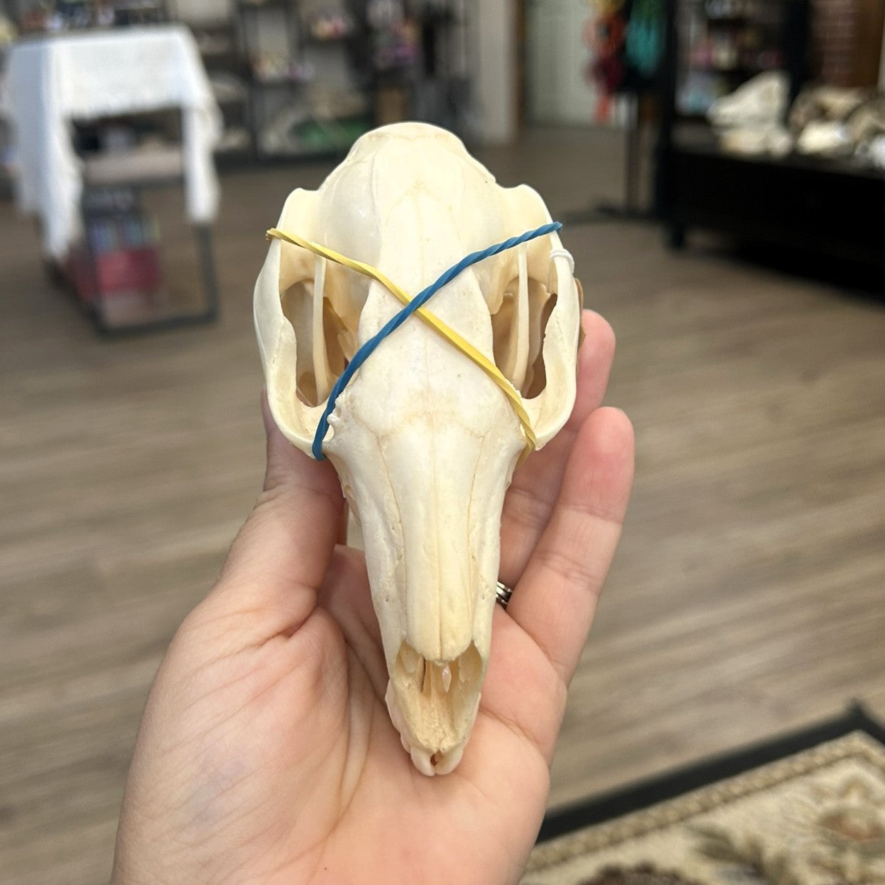 Wallaby Skull