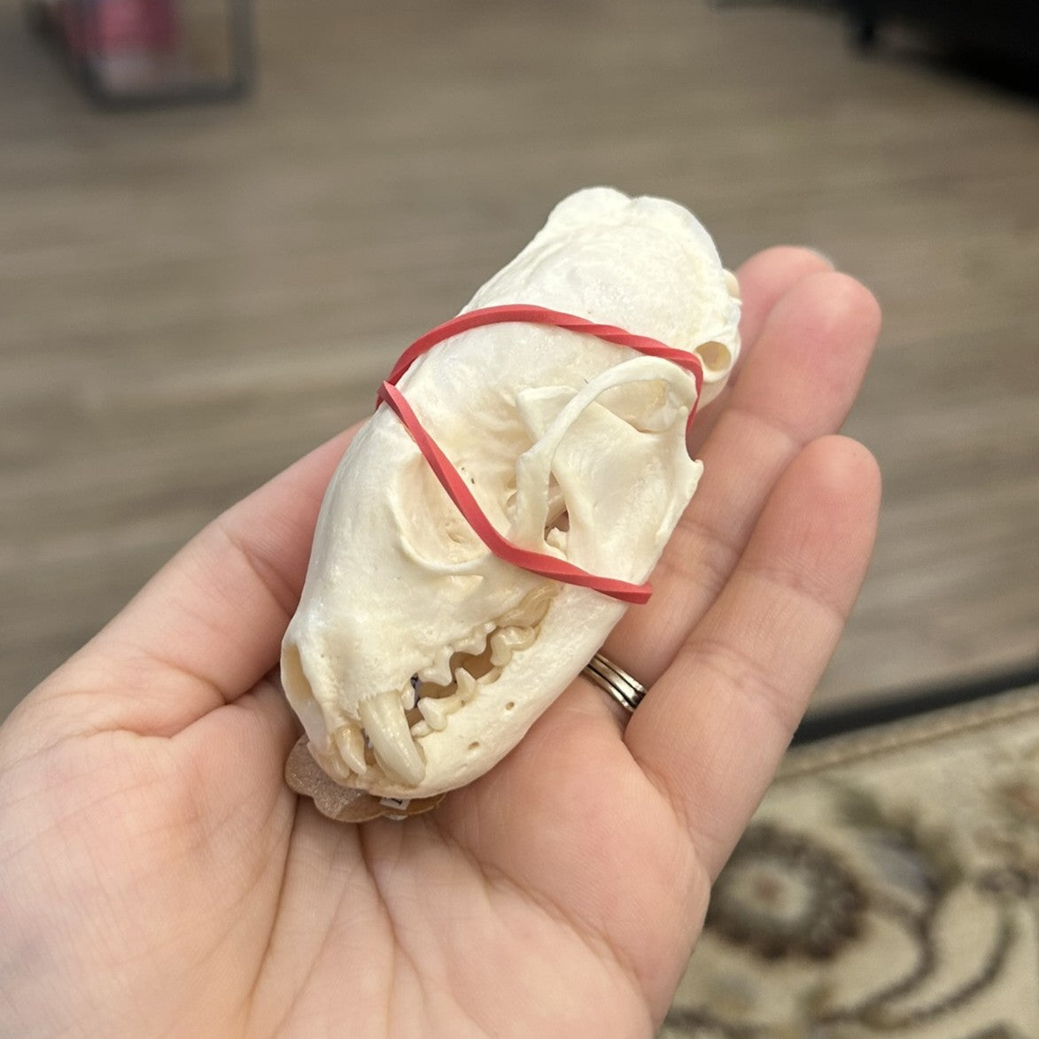 Pine Martin Skull
