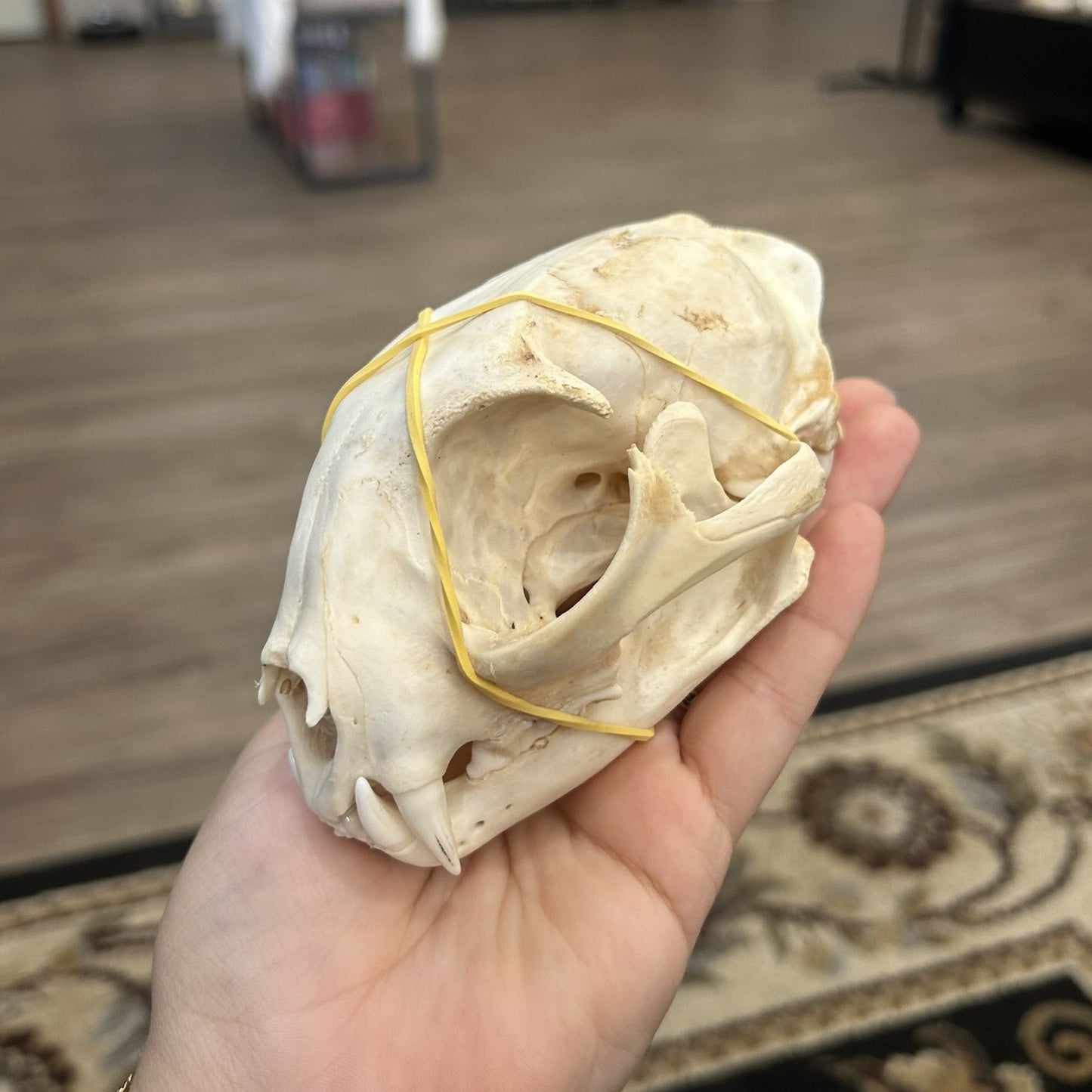 Bobcat Skull