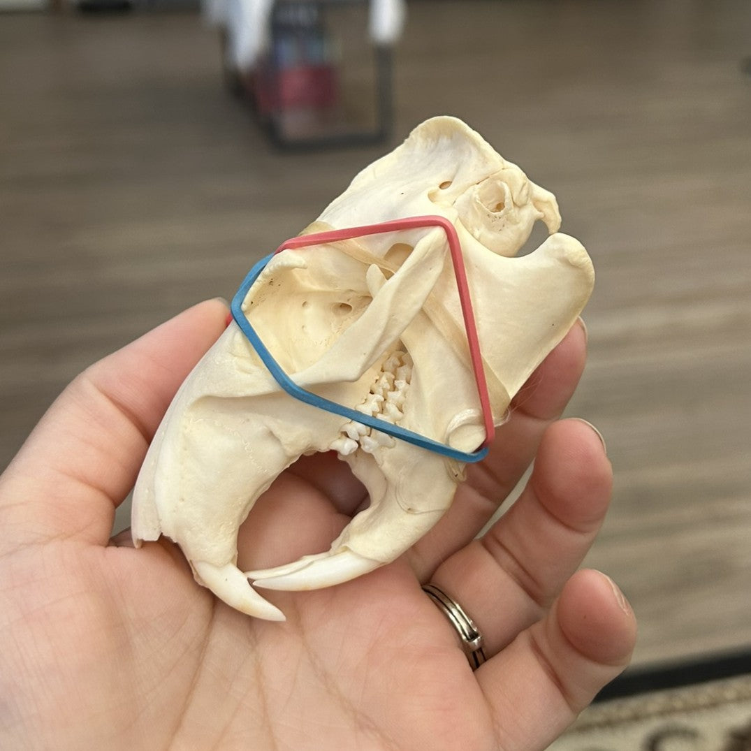 Woodchuck Skull