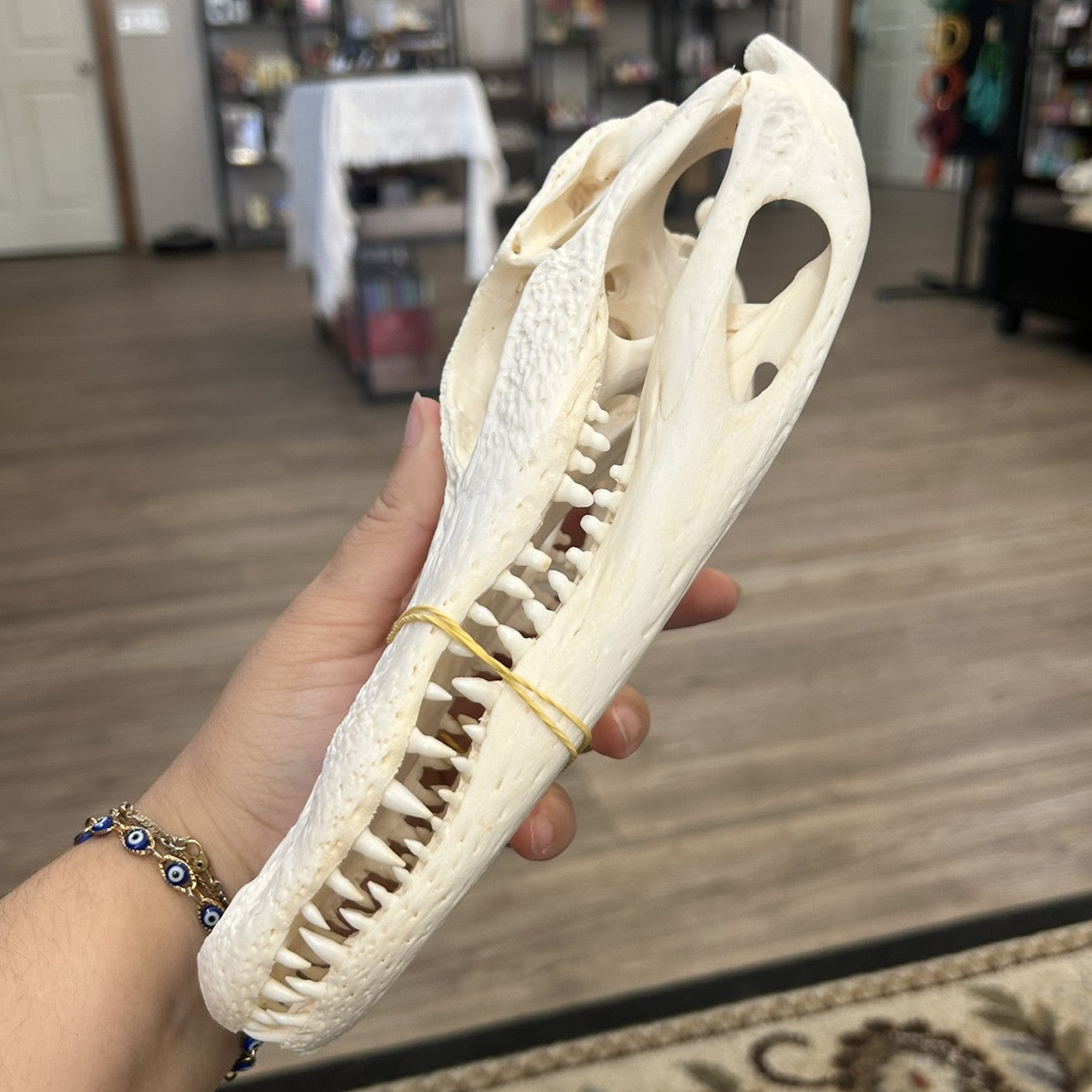 Gator Skull