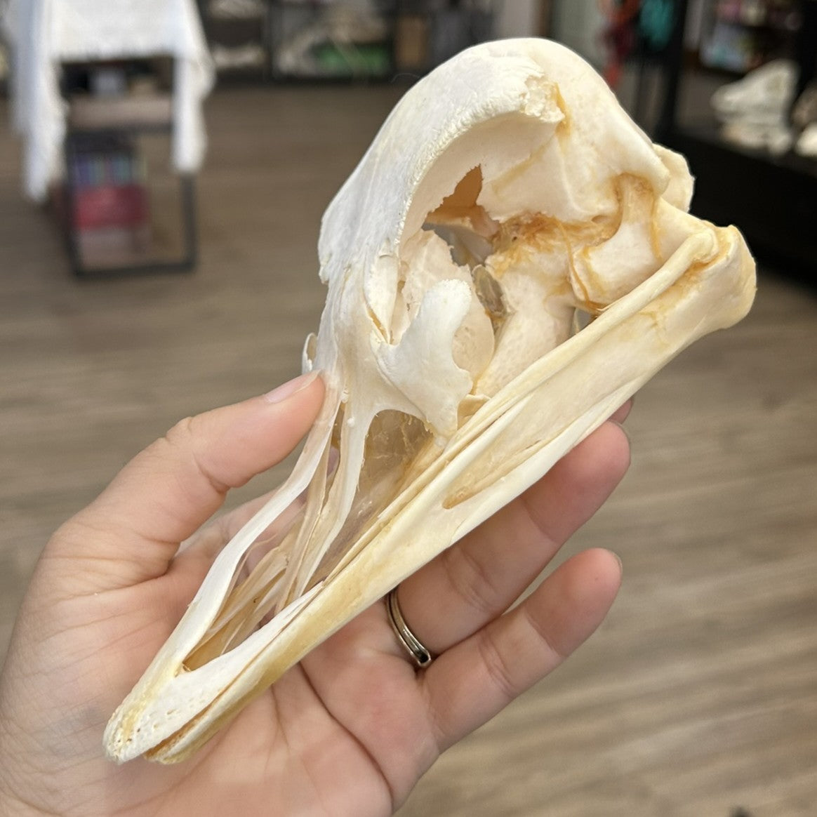 Ostrich Skull