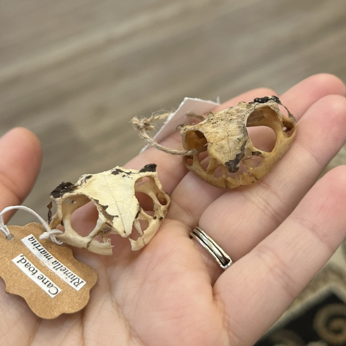 Cane Toad Skull