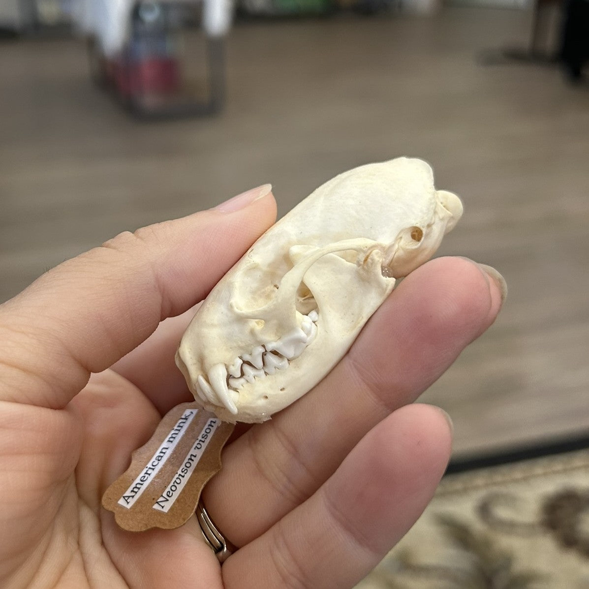 Mink Skull