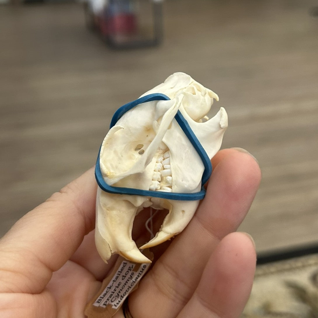 Prairie Dog Skull