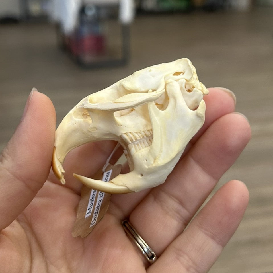 Muskrat Skull