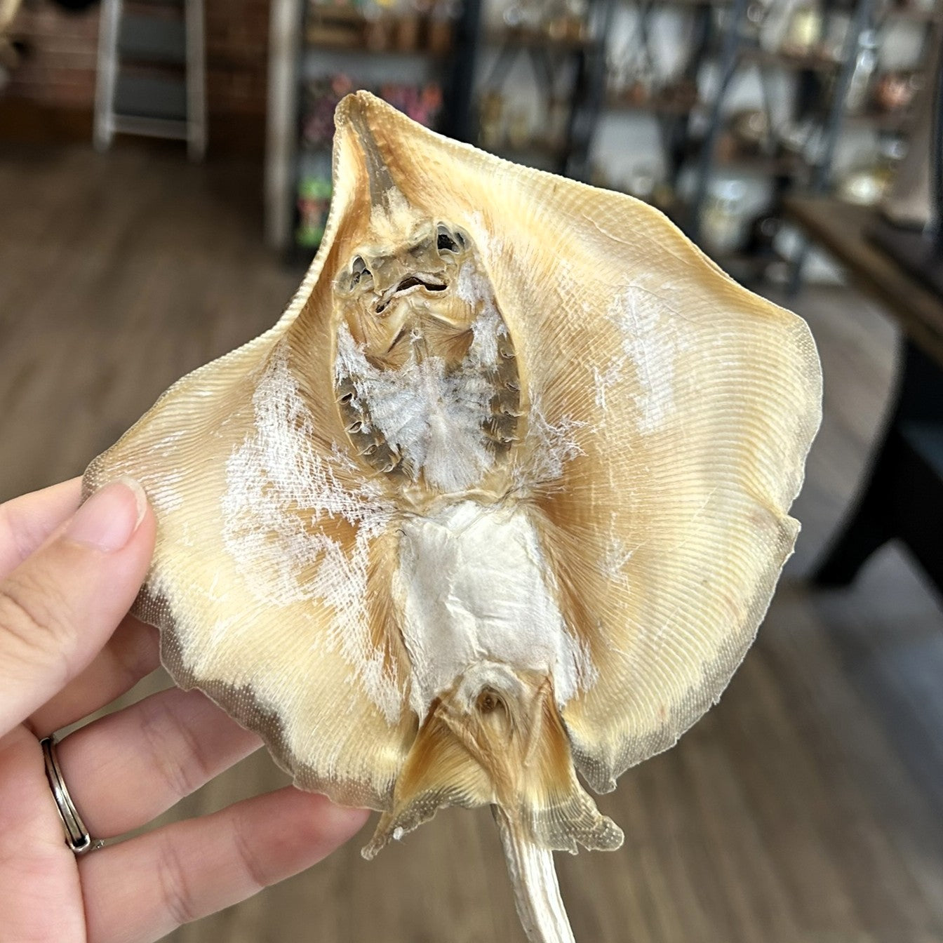 Mummified Stingray