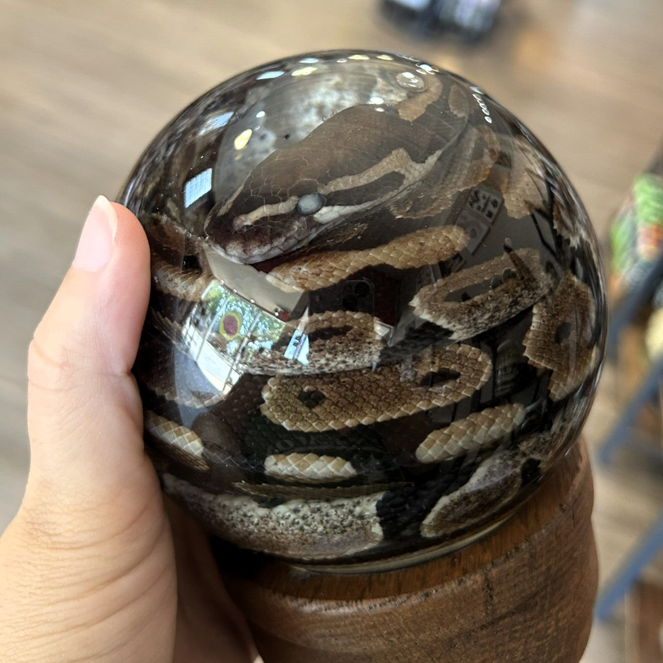 Snake Globes