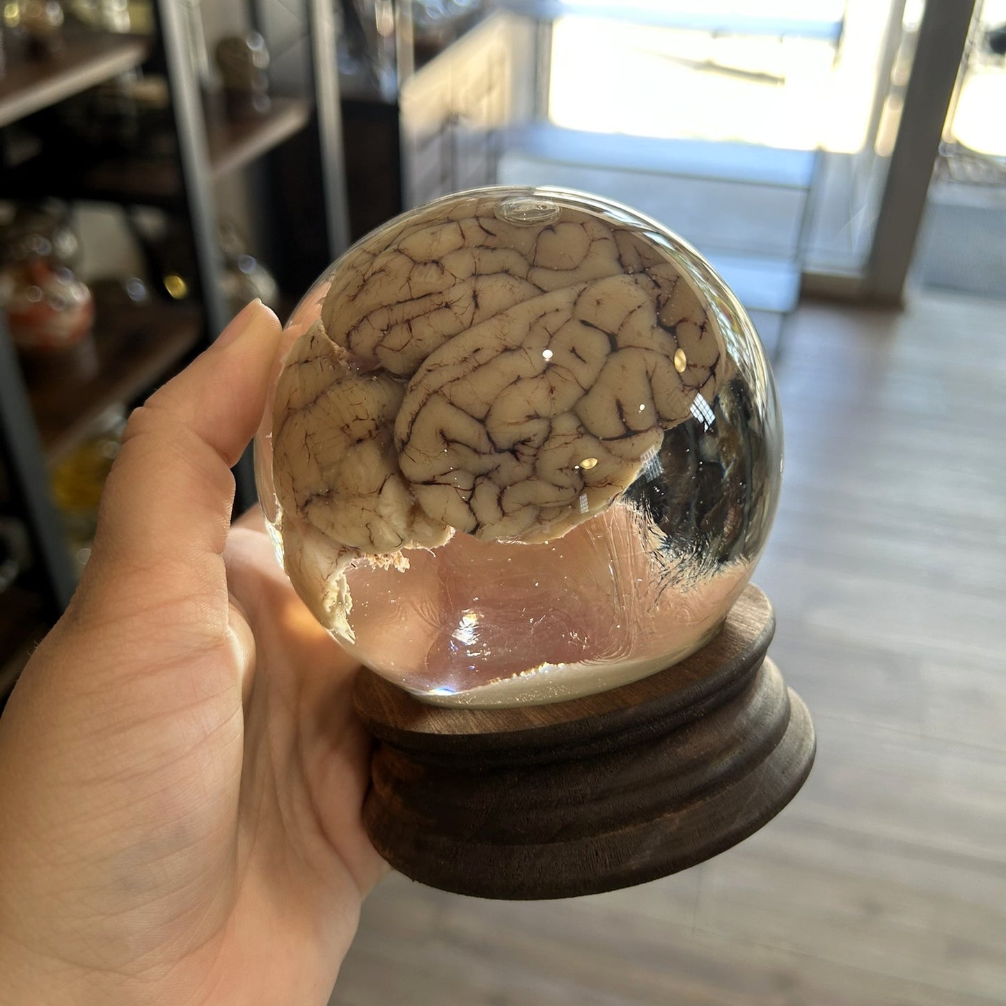 Sheep Brain Globe