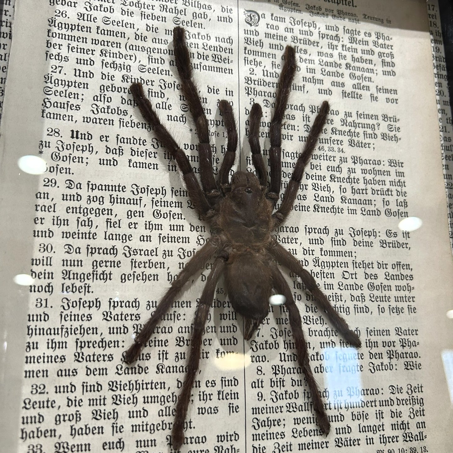 Tarantula Frame - B Grade