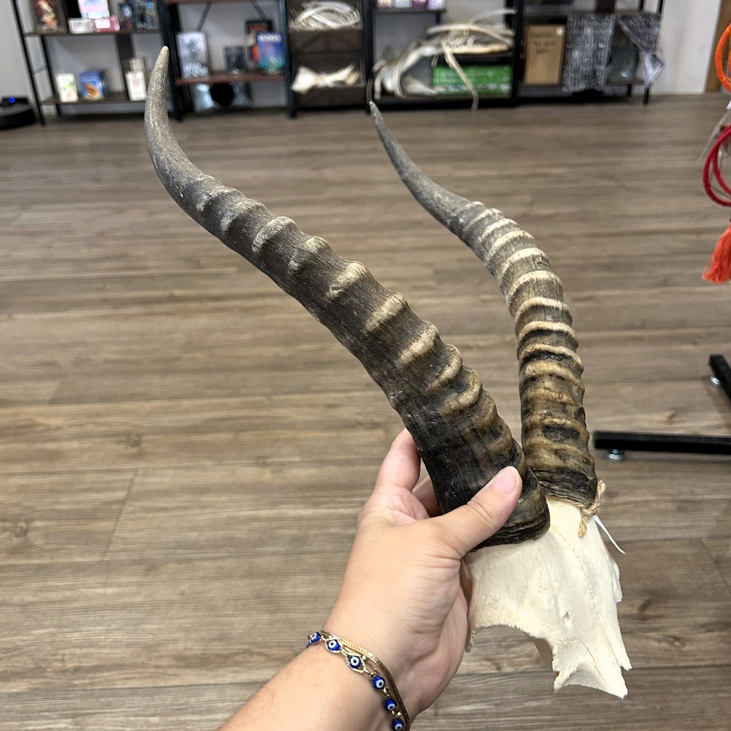Blesbok Skull Plate