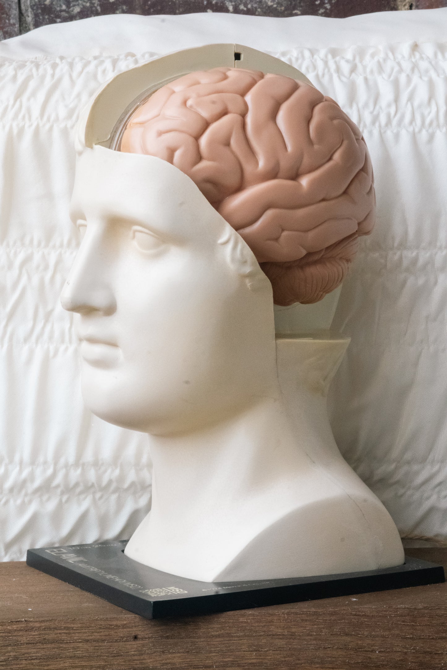 Head & Brain Display