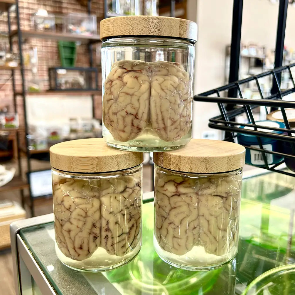 Sheep Brain Jar
