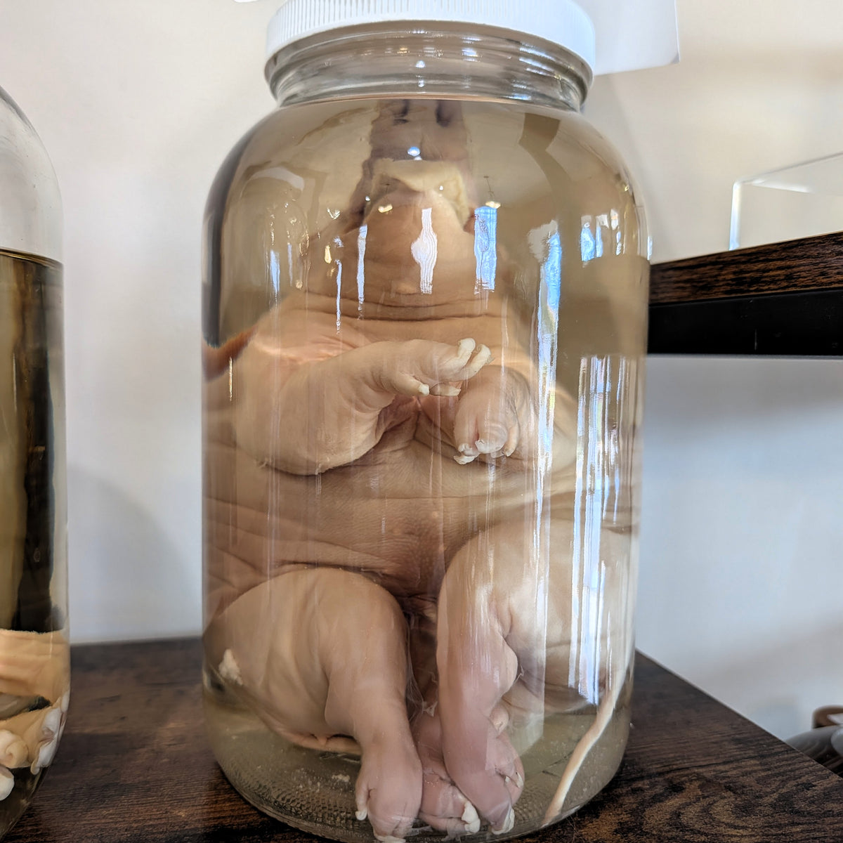 Deformed Piglets