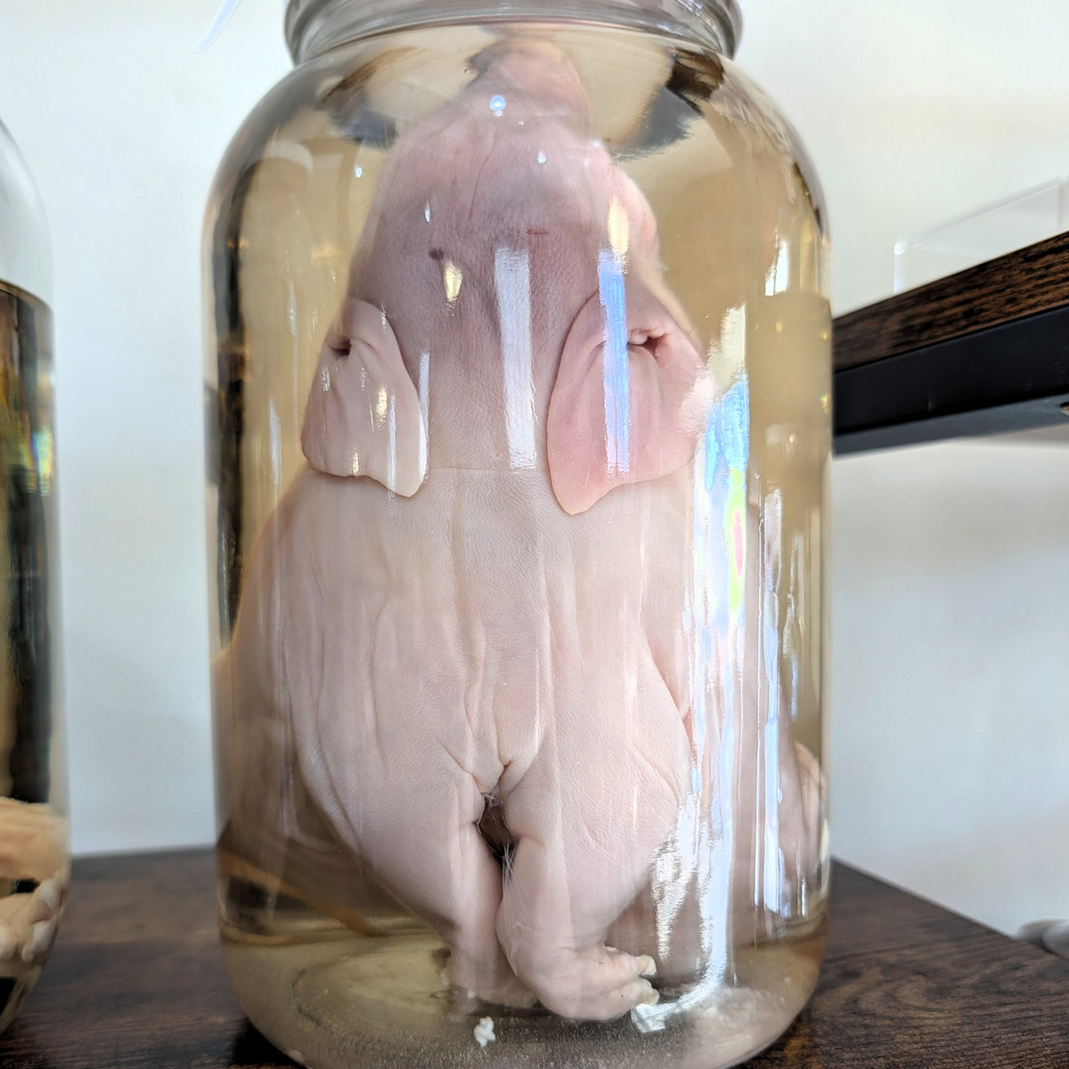 Deformed Piglets
