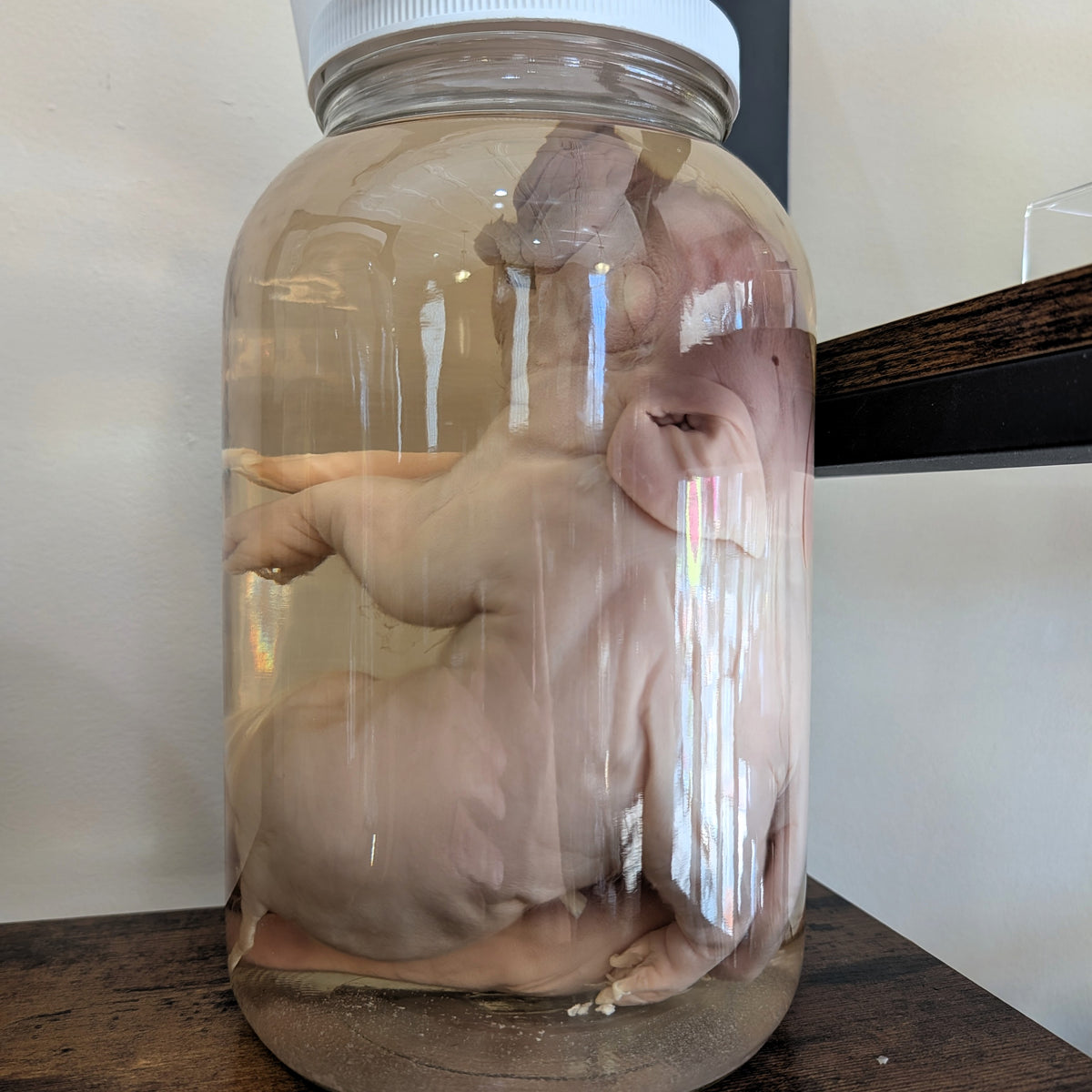 Deformed Piglets
